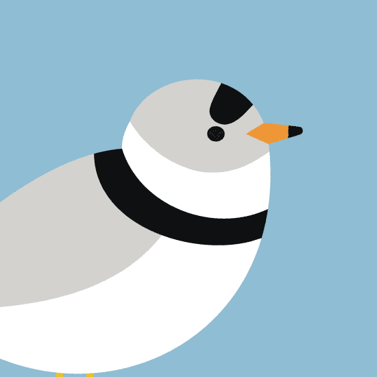 illustration of a Piping Plover, with a Plover chick