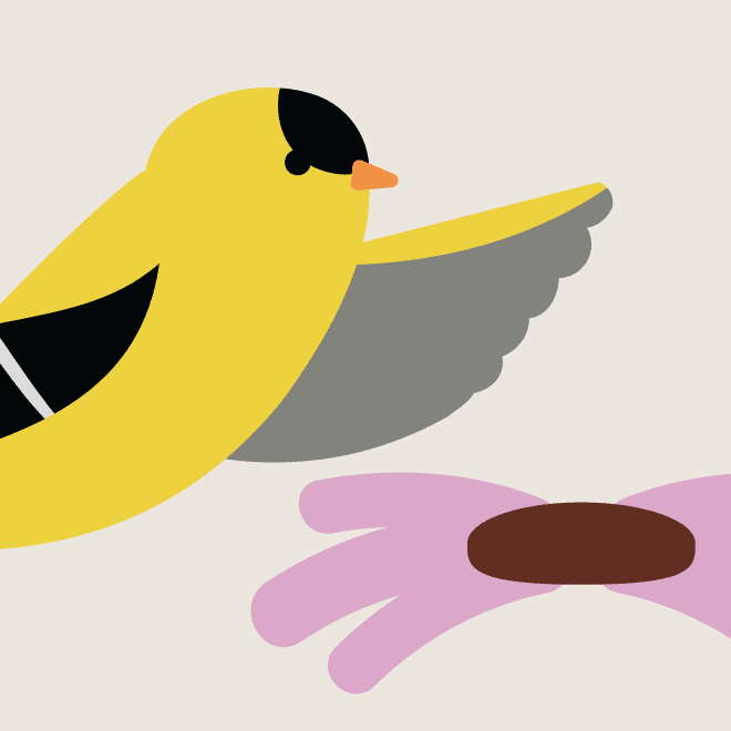 illustration of a Goldfinch on top of a flower