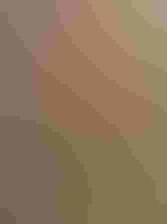 House Finch