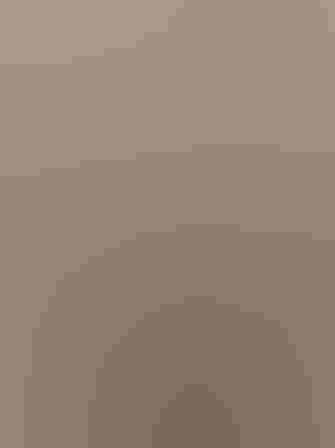 Mourning Dove